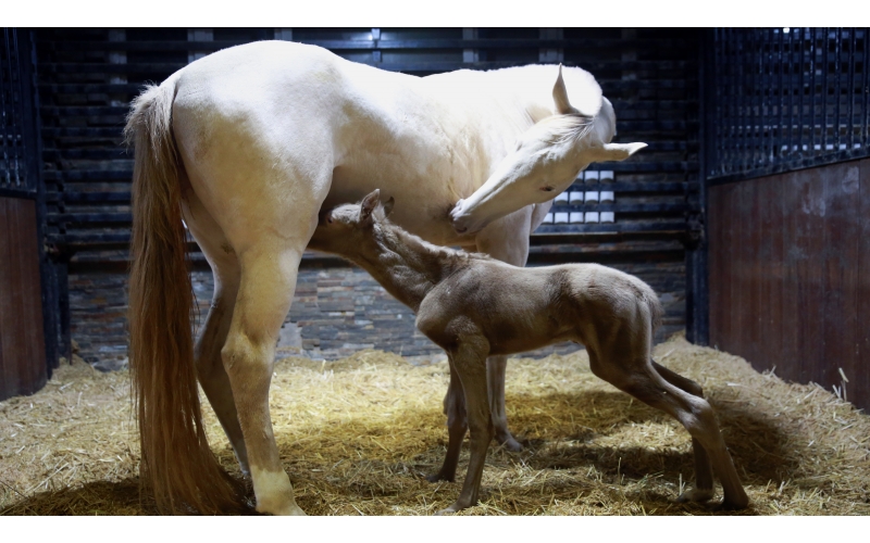 惊喜 | 首次冬天诞生小汗血马驹！