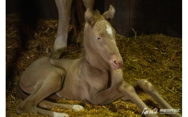萌萌哒！小汗血马在乌鲁木齐“赶趟儿”出生