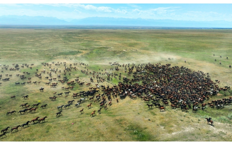 盛夏时节 在新疆昭苏领略万马奔腾