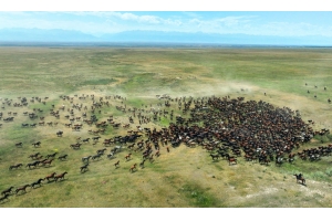 盛夏时节 在新疆昭苏领略万马奔腾