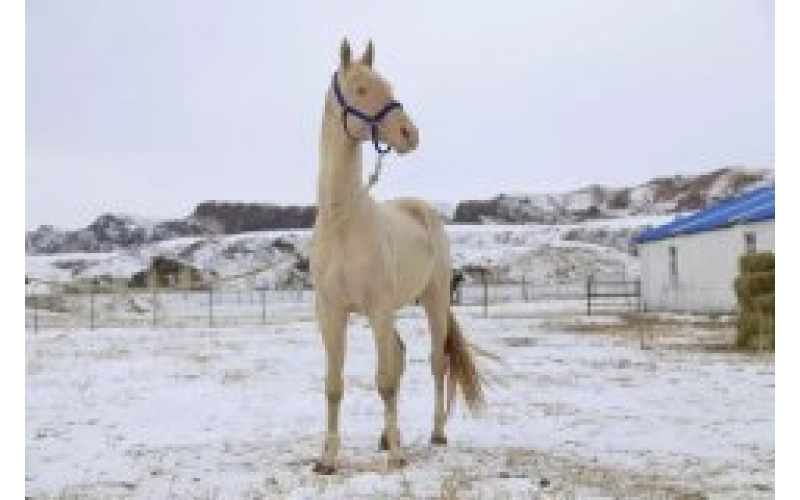 21匹汗血宝马入境   将在乌鲁木齐汗血马基地安家