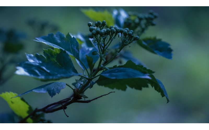 爱游戏最新官方网站·绿